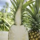 Pineapple Plants Combo 3 Varieties Sugarloaf Elite Gold White Jade