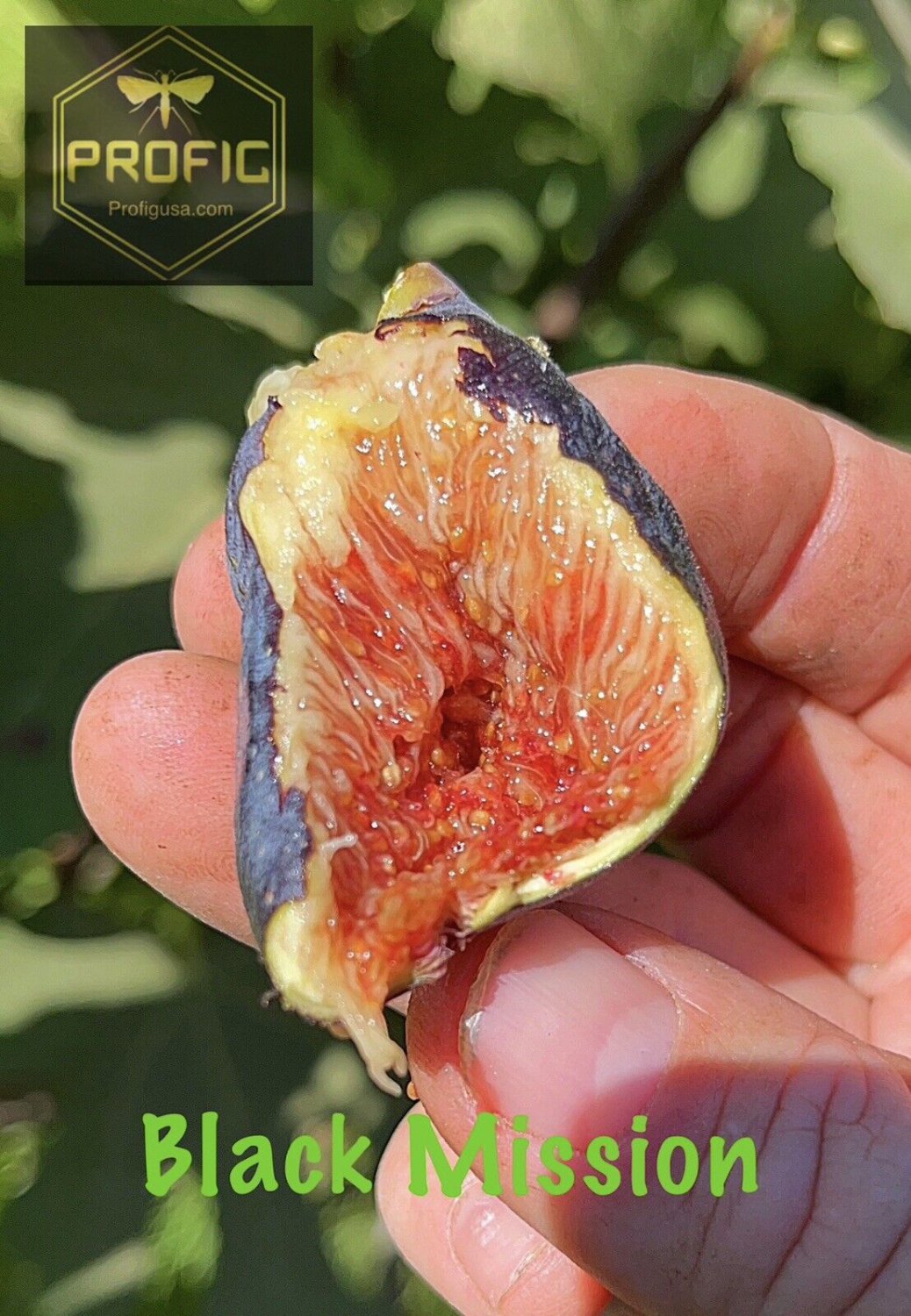 Ficus Black Mission Fig Tree Plant Hardy 2 Plants
