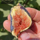 Ficus Black Mission Fig Tree Plant Hardy 2 Plants