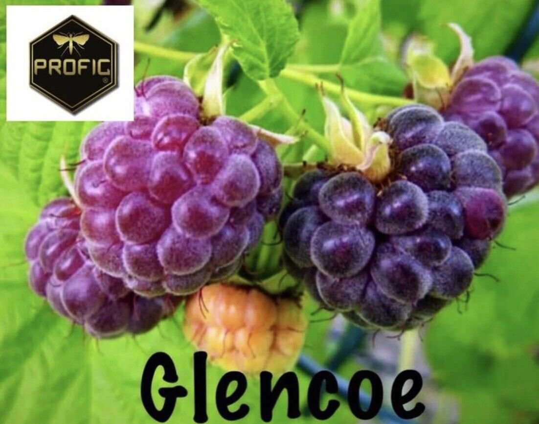 4 Glencoe Raspberry Plants Purple Live Plant Fruit Sale