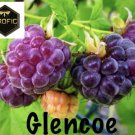 4 Glencoe Raspberry Plants Purple Live Plant Fruit Sale