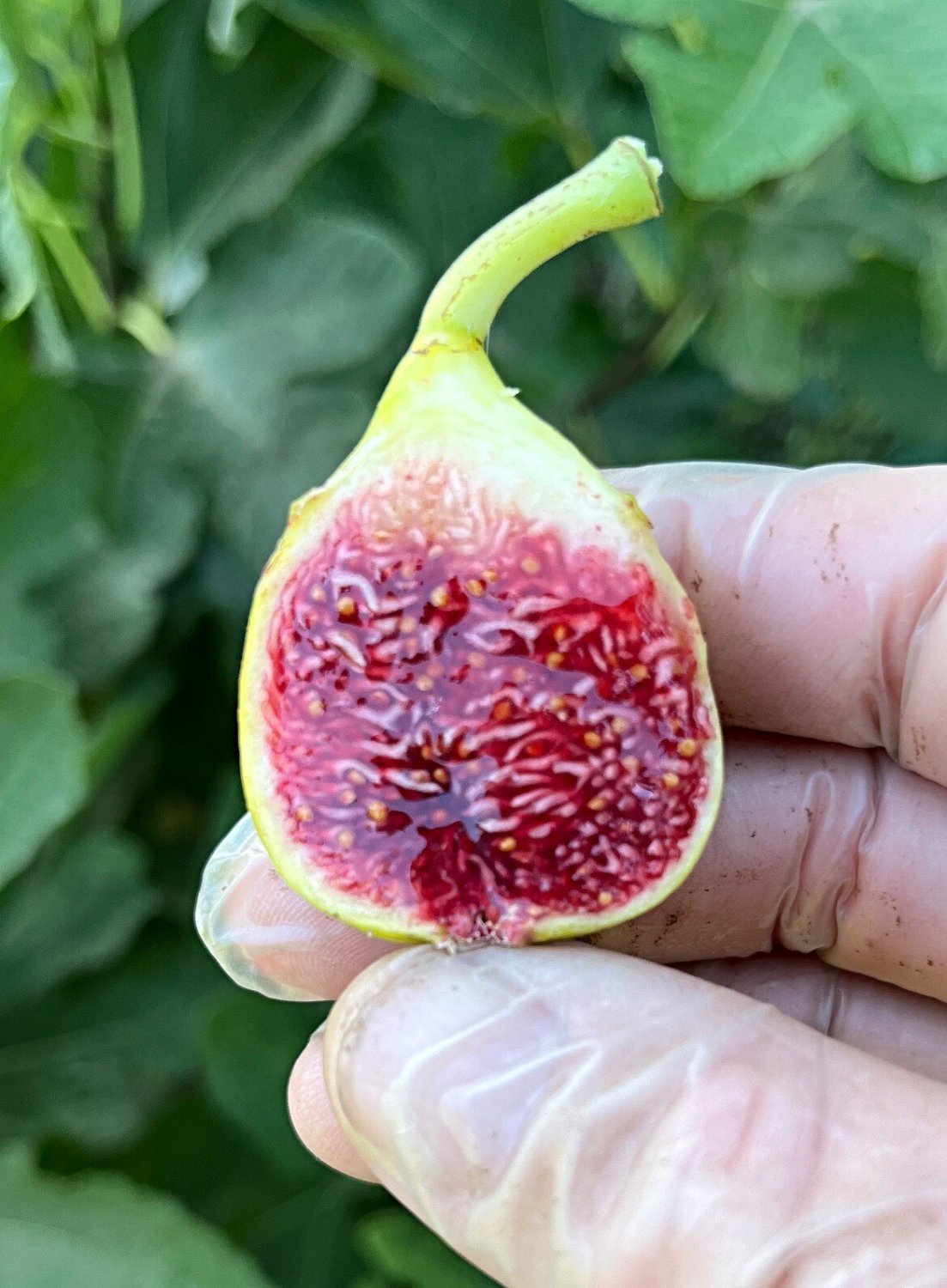 Fig Trees Set Of 4 Starter Plants Cold Hardy