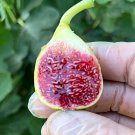 Fig Trees Set Of 4 Starter Plants Cold Hardy