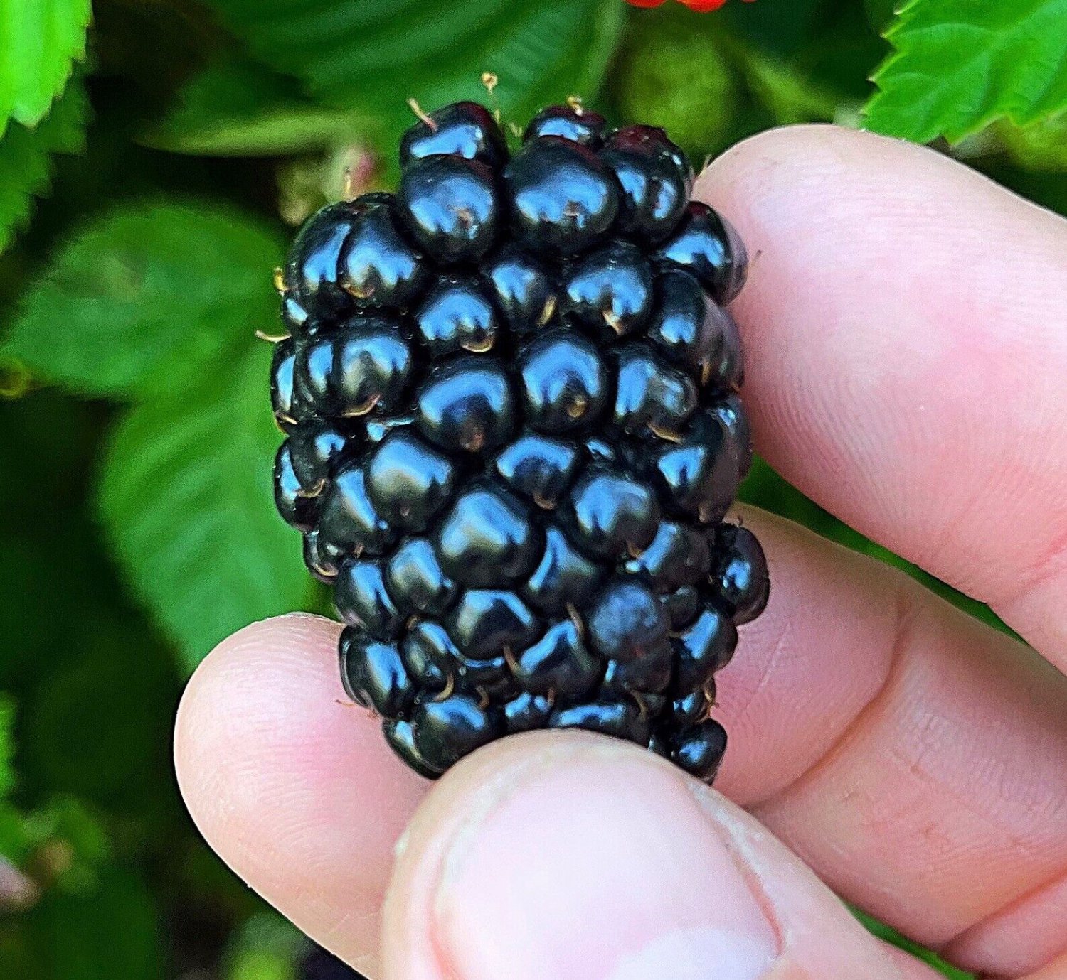 Live Edible Plants Combo