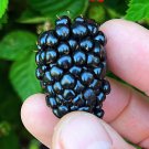 Live Edible Plants Combo