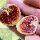 Fig Trees 3 Live Plants Celeste Cold Hardy
