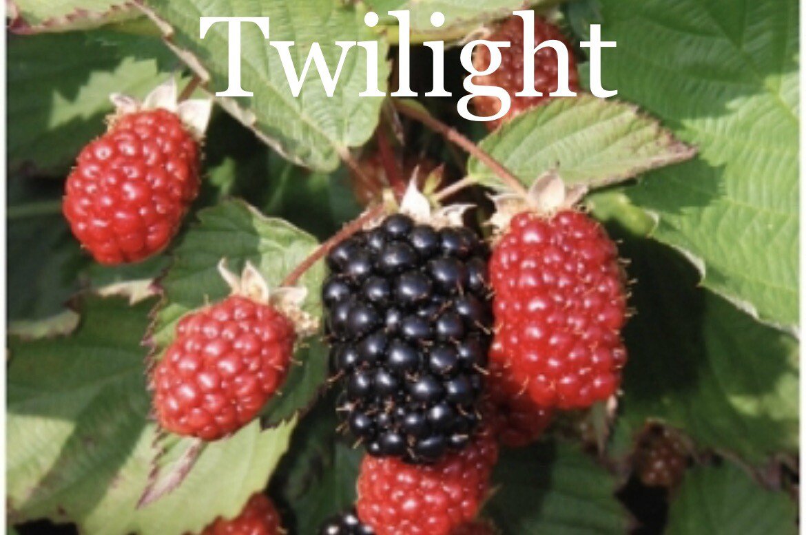 2 Pack Twilight Thornless Blackberry Live Plants Outdoor Garden