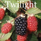 2 Pack Twilight Thornless Blackberry Live Plants Outdoor Garden
