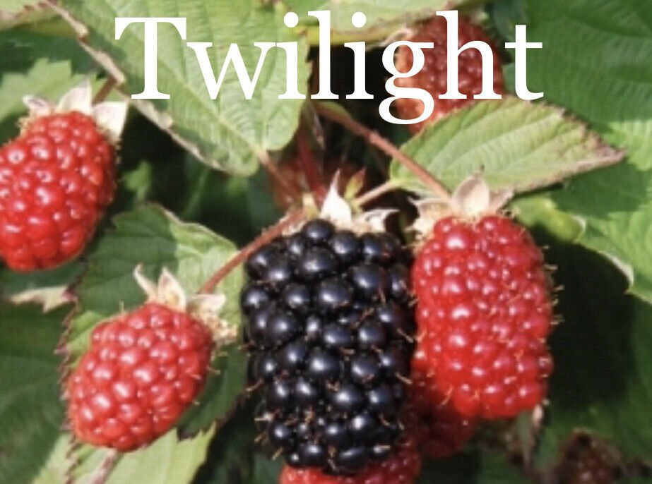 4 Pack Twilight Thornless Blackberry Live Plants Outdoor Garden