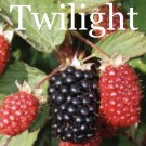 4 Pack Twilight Thornless Blackberry Live Plants Outdoor Garden