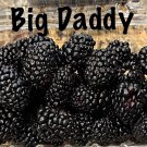 3 Pack Big Daddy Thornless Blackberry Live Plants Outdoor Garden