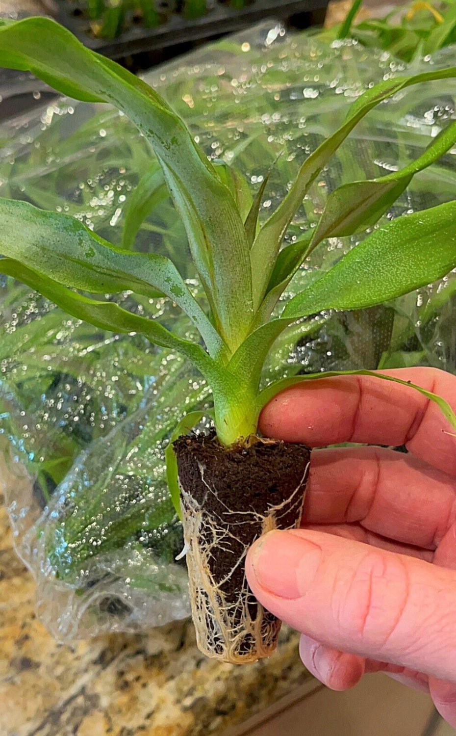 Florida Pineapple Ananas Comosus Live Plant 2 For 1