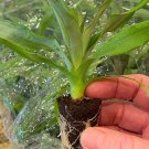 Florida Pineapple Ananas Comosus Live Plant 2 For 1