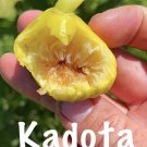 Fig Trees 4 Live Plants Kadota Cold Hardy