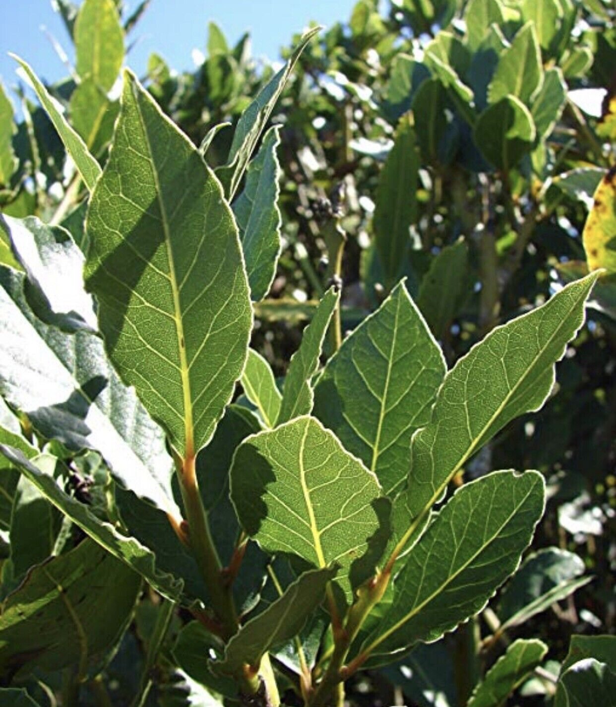 5 Sweet Laurel Bay Tree Plant Cuttings