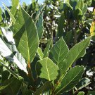 5 Sweet Laurel Bay Tree Plant Cuttings