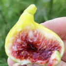 Fig Tree Cuttings White Adriatic 3 Cuttings