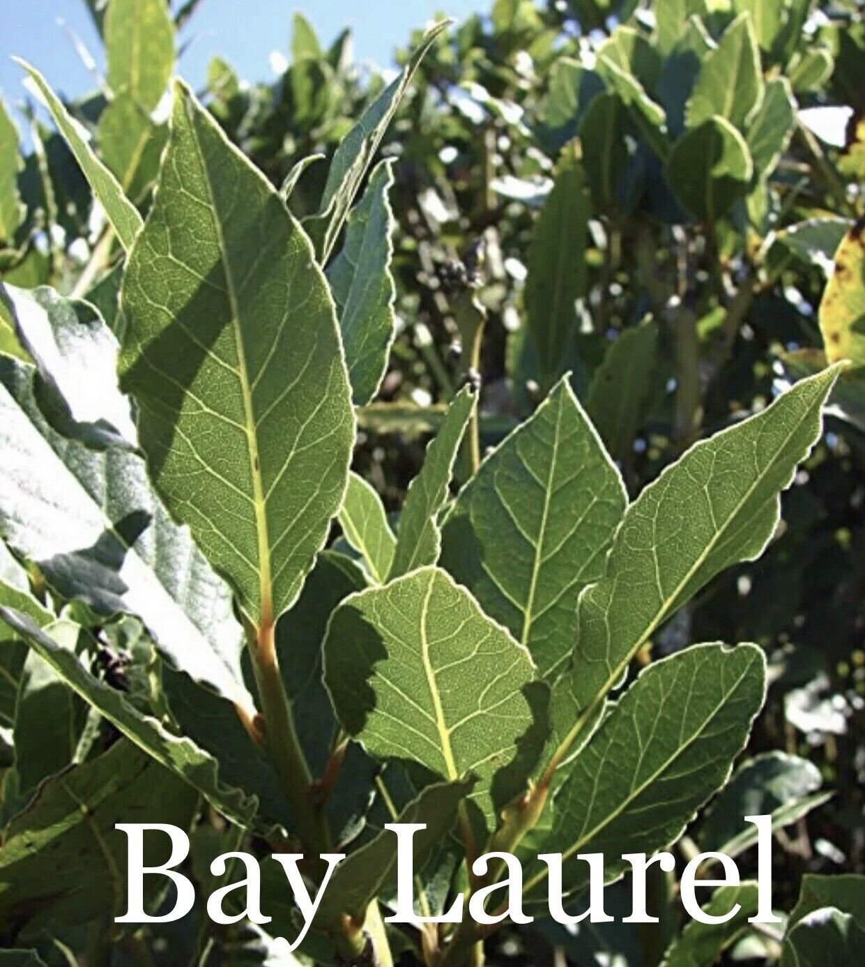 50 Sweet Laurel Bay Tree Plant Cuttings
