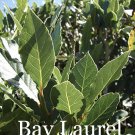 50 Sweet Laurel Bay Tree Plant Cuttings