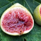 Fig Tree Cuttings White Adriatic