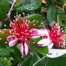 4 Fresh Pineapple Guava Tree Cuttings For Planting