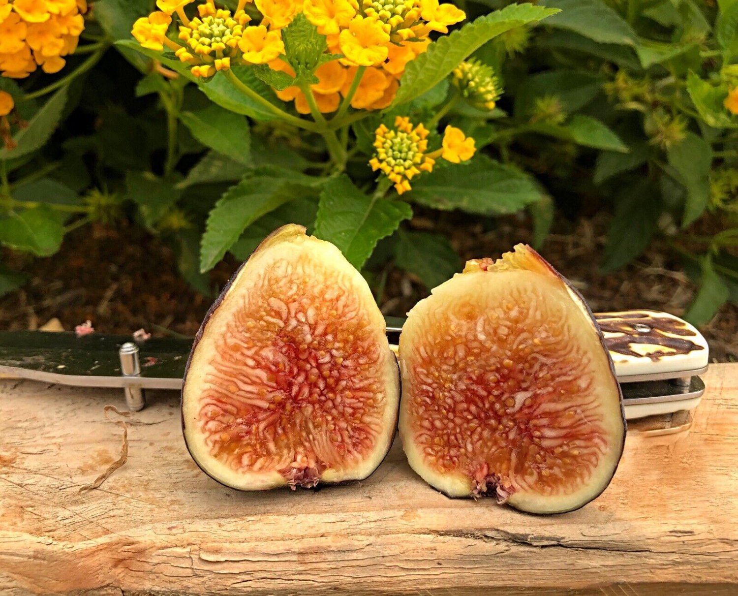 Fig Tree Cuttings Black Mission 5 Cuttings Ficus Carica