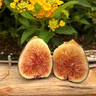 Fig Tree Cuttings Black Mission 5 Cuttings Ficus Carica