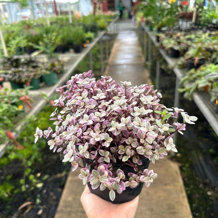 Pink Lady Afro Callisia Repens Live Plant Decorative Plant
