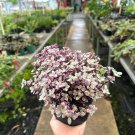 Pink Lady Afro Callisia Repens Live Plant Decorative Plant