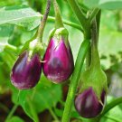 Egg Plant Solanum Melongena Berenjena Live Fruit Plant 10Inch-1Ft