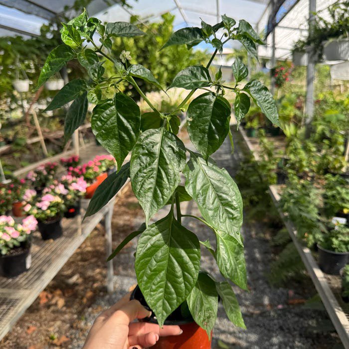 Chili Pepper Capsicum Annuum Live Tree 10Inch-18Inch