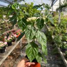 Chili Pepper Capsicum Annuum Live Tree 10Inch-18Inch