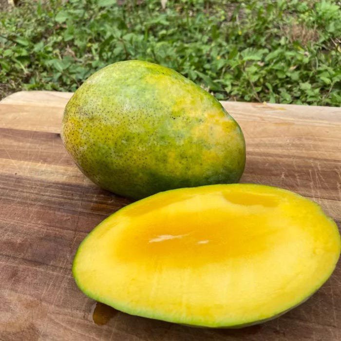 Seedling Mango Pineapple Mangifera Indica Tropical Live Fruit Tree 10In To 24In