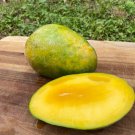 Seedling Mango Pineapple Mangifera Indica Tropical Live Fruit Tree 10In To 24In
