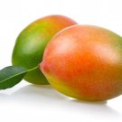 Seedling Kent Mango Mangifera Indica Tropical Live Fruit Tree 10In To 24In