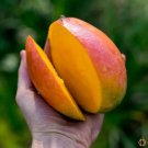 Edward Mango Authentic Live Fruit Tropical Tree 12-Inch24Inch Manglifera