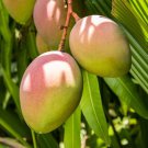 Seedling Glenn Mango Mangifera Indica Tropical Live Fruit Tree 10In To 24In