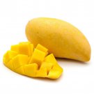 Seedling Nam Doc Mai Mango Mangifera Indica Tropical Live Fruit Tree 10In To 24In