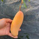 Seedling Maha Chanook Mango Mangifera Indica Tropical Live Fruit Tree 10In To 24In
