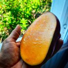 Seedling Osteen Mango Zest Mangifera Indica Tropical Live Fruit Tree 10Inch-24Inch