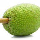 Breadfruit Artocarpus Altilis Pana Pen Live Fruit Tree 10-Inch-1Ft Árbol De Pana