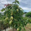 Seedling Mango Lemon Zest Mangifera Indica Tropical Live Fruit Tree 10In To 24In