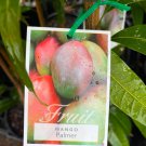 Seedling Palmer Mango Mangifera Indica Tropical Live Fruit Tree 10In To 24In