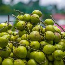Spanish Lime Genip Guinep Ginepa Limoncillo Mamoncillo Melicoccus Bijugatus Live Fruit Tree 12Inch-1