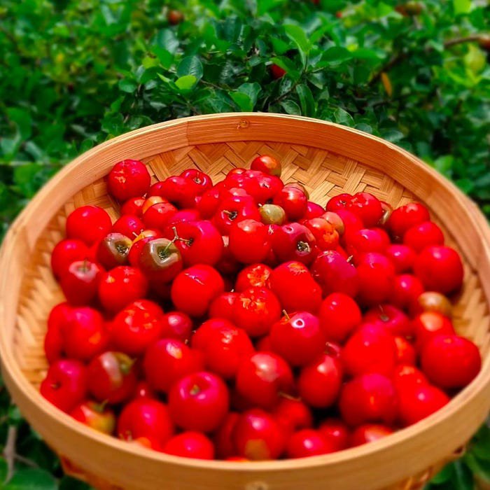 Acerola Malpighiaemarginata Live Fruit Tree Cherry Acerola 12Inch-1Ft