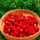 Acerola Malpighiaemarginata Live Fruit Tree Cherry Acerola 12Inch-1Ft