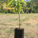 Vaina Roja Theobroma Cacao Cacao Chocolate Live Fruit Tree 10In To 24In