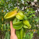 Starfruit Averrhoa Carambola Live Fruit Tree Live Fruit Tree 12 Inches -2 Feet