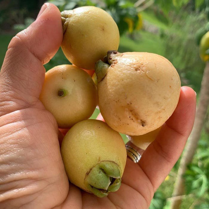 Yellow Wax Jambu Syzygium Jambos Pomarrosa Amarilla Live Fruit Tree 12Inch-2Ft