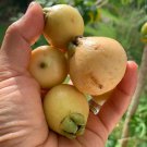 Yellow Wax Jambu Syzygium Jambos Pomarrosa Amarilla Live Fruit Tree 12Inch-2Ft